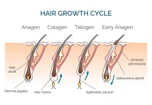 Hair growth cycle